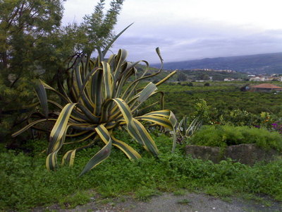 Zabbarrone ai piedi dell'Etna